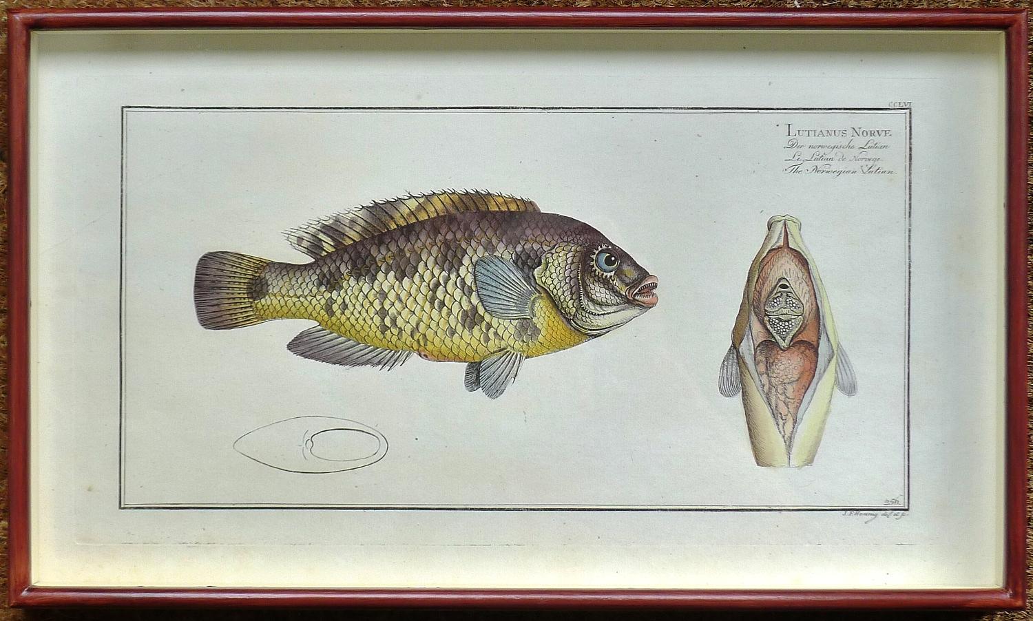 Bloch Engravings of Fish