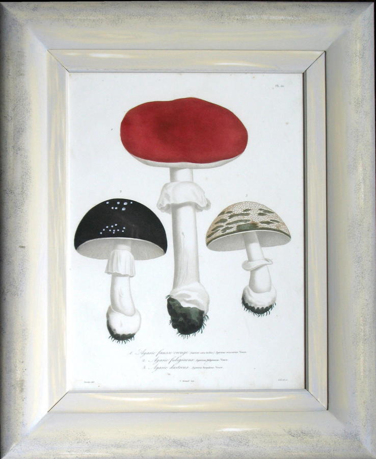 Roques Engravings of Mushrooms