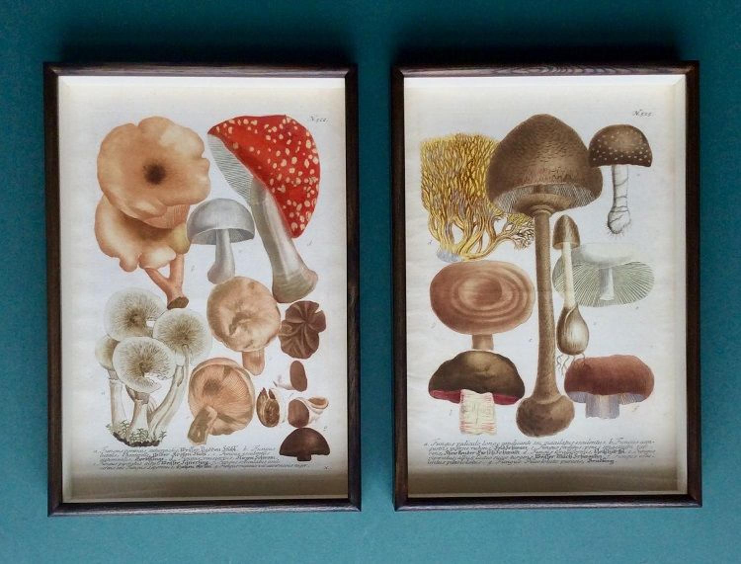 Weinmann - 18th century engravings of mushrooms