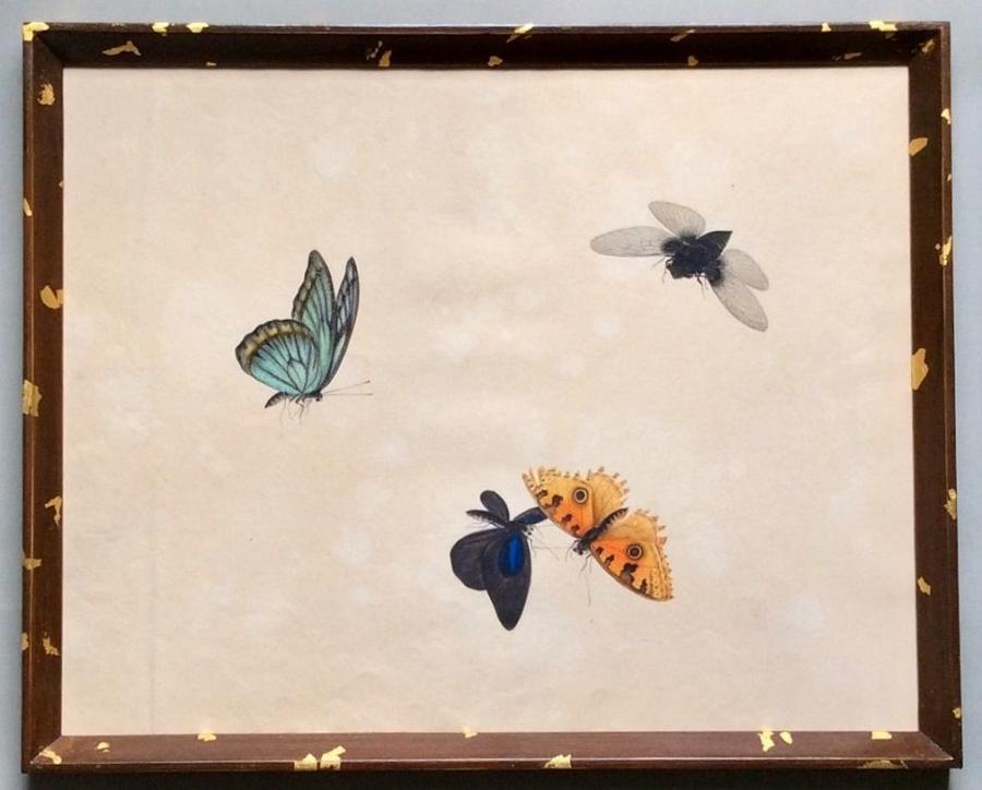 19th century watercolour studies of butterflies etc.