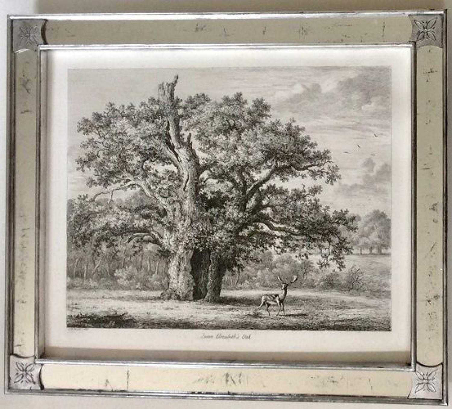 George Jacob STRUTT - 19th century etchings of Trees