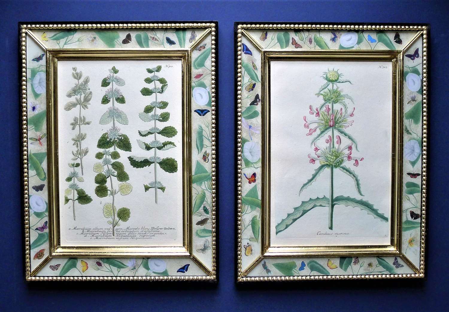 Weinmann - 18th century botanical engravings