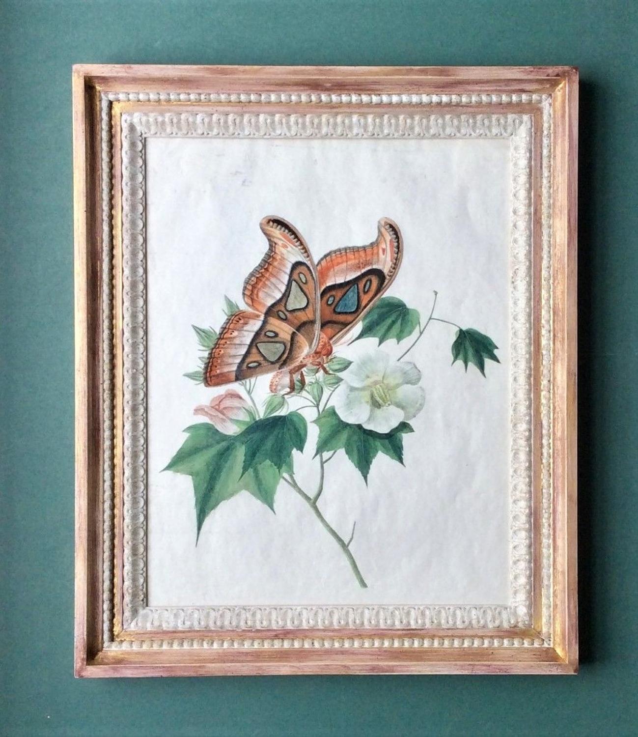 18th century English watercolour studies of flowers, butterflies etc