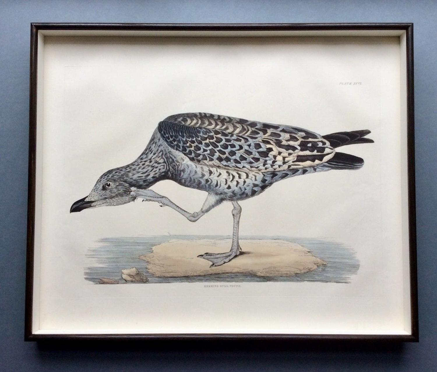 Prideaux John Selby - 19th century engravings of British water birds
